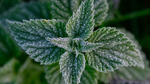Frost auf Brennesselblättern zeichnet sich ab