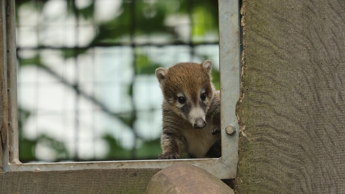 Ein Nasenbär-Junges schaut aus einer Öffnung zum Freigehege heraus.
