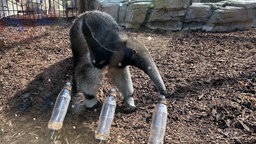 Ameisenbär Taio im Gehege vor den Flaschen mit der Nahrung