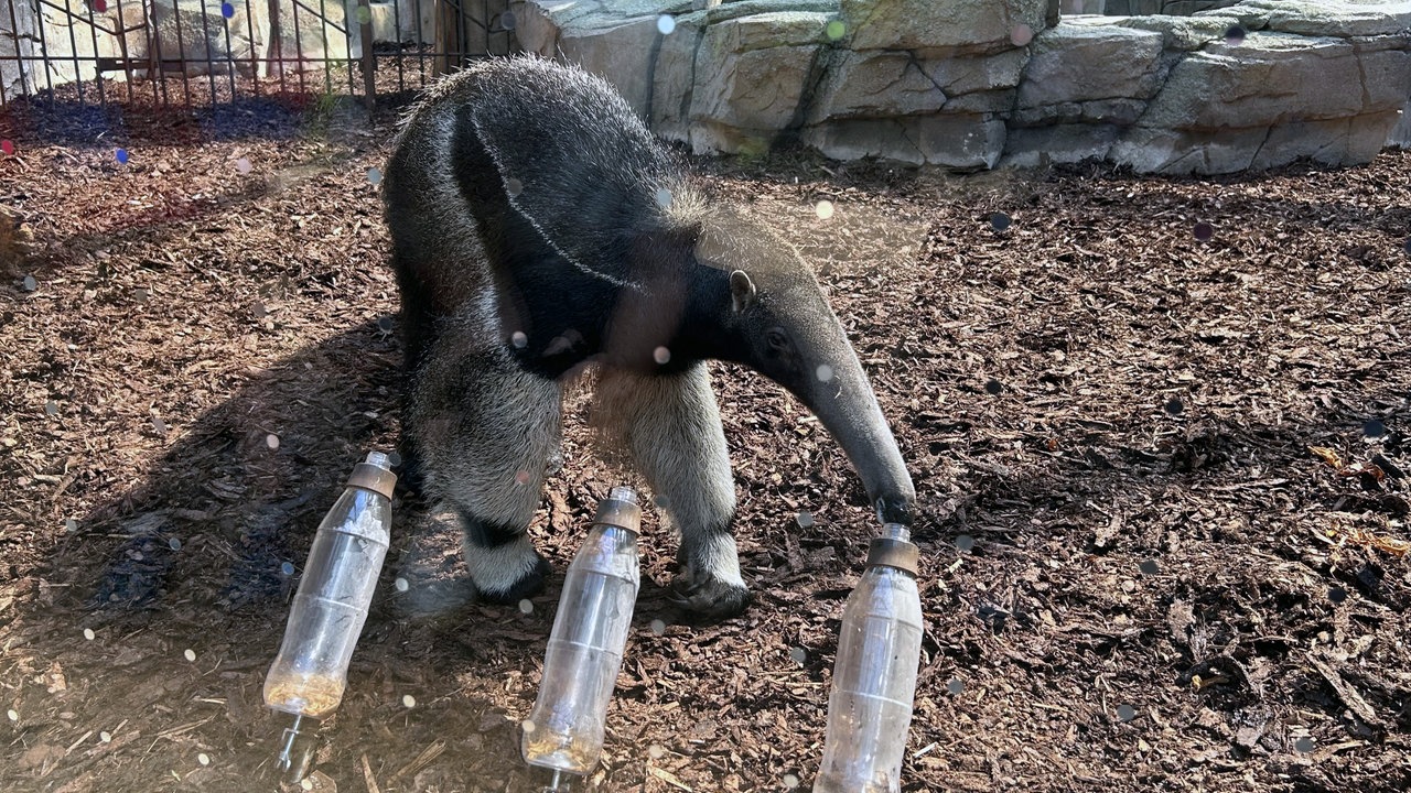 Ameisenbär Taio im Gehege vor den Flaschen mit der Nahrung