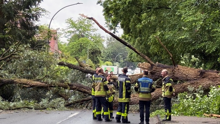Einsatzkräfte der Feuerwehr stehen vor einem umgestürzten Baum auf der Mondstraße in Münster.