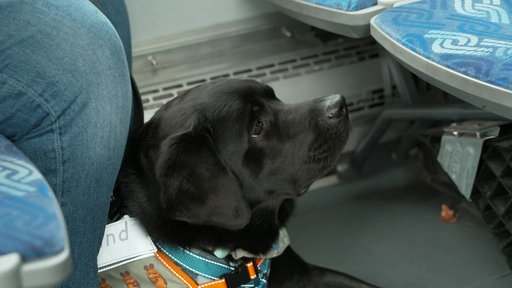 Ein Hund zwischen den Beinen der Besitzerin im Bus.