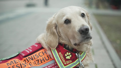 Der Hund "Gürkchen" schaut in Richtung Kamera.