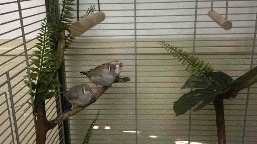Drei Spatzen in einem Vogelkäfig.