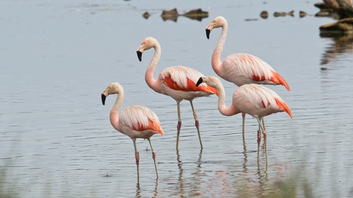 Flamingos stehen im flachen Wasser.
