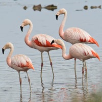 Flamingos stehen im flachen Wasser.
