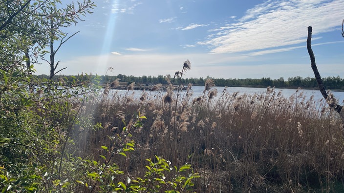 Das Vennn mit seiner Wasserfläche spiegelt Sonnenlicht. Umsäumt wird es von Bäumen, Büschen und Schilf.