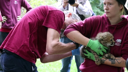 Ein Gepardenkind wird auf dem Arm einer Tierpflegerin geimpft.