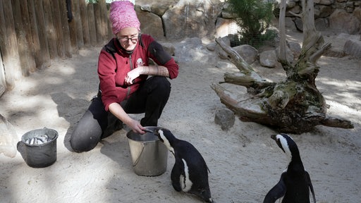 Eine Tierpflegerin füttert Pinguine.