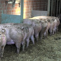 Schweine fressen in einer Reihe nebeneinander.