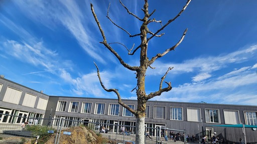 Ein verdorrter Baum auf dem Schulhof der Mathilde-Anneke-Gesamtschule in Münster