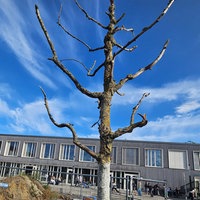 Ein verdorrter Baum auf dem Schulhof der Mathilde-Anneke-Gesamtschule in Münster