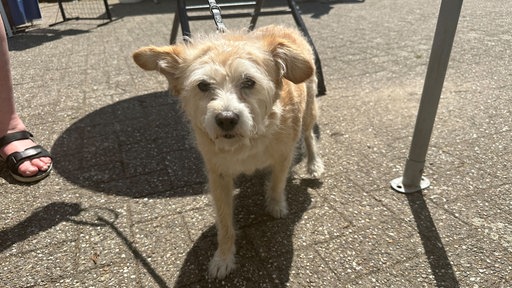 Ein kleiner Hund mit hellbraunem Fell