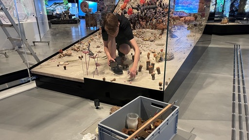 Präparatorin Mayla Renz-Kiefel baut in einem Glaskasten den urzeitlichen Meeresboden nach und legt Sand aus.
