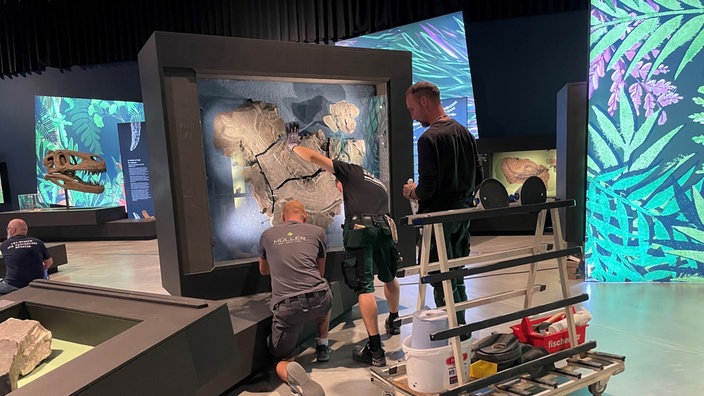 Handwerker bringen ein Fossil an einer Ausstellungswand an.