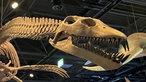 Das Skelett eines Meeressauriers hängt in der Ausstellung.