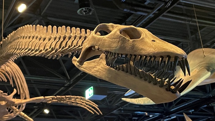 Das Skelett eines Meeressauriers hängt in der Ausstellung.