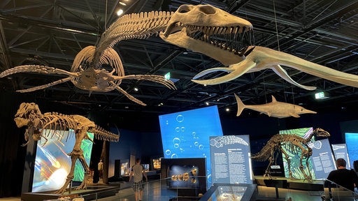 Das Skelett eines Meeressauriers hängt in der Ausstellung, in der viele weitere Saurierskelette stehen.