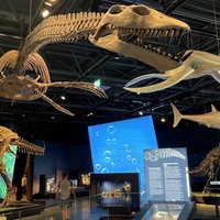Das Skelett eines Meeressauriers hängt in der Ausstellung, in der viele weitere Saurierskelette stehen.