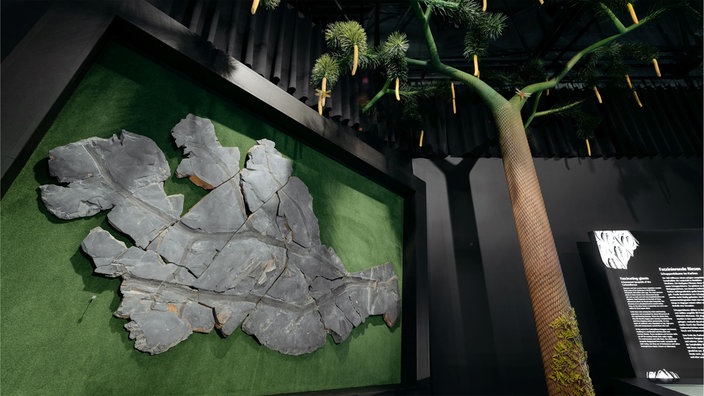 Das Fossil einer Pflanze, welches an einer Wand hängt