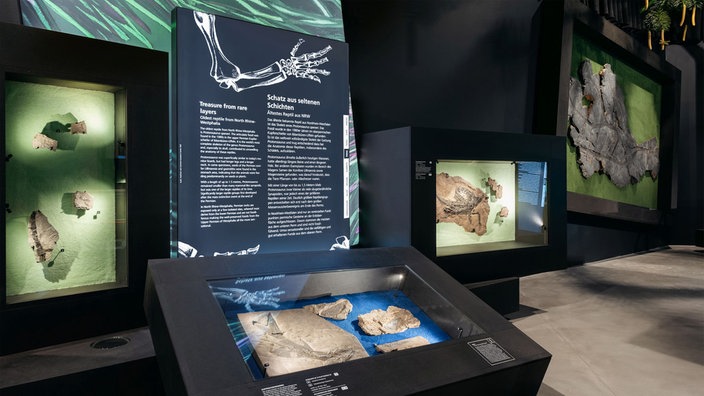 Fossilierte Meereslebewesen in Vitrinen ausgestellt