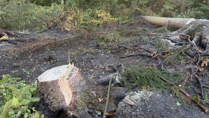 Eine Stelle im Wald weißt einige Brandspuren auf. 