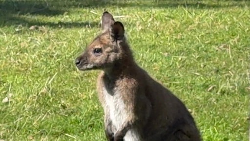 ein Wallaby auf einer Wiese