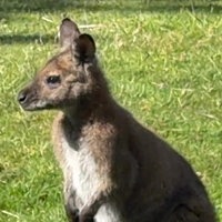 ein Wallaby auf einer Wiese