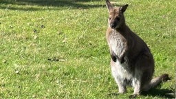 ein Wallaby auf einer Wiese