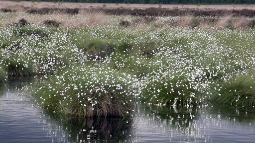 Moorpflanzen blühen auf weitem Feld. Durchzogen wird das Gelände von Wasserflächen.