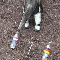 ein Ameisenbär, der zwischen zwei Flaschen eine wählt