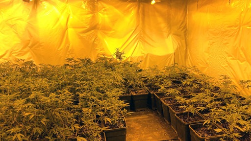 Cannabispflanzen in Töpfen in einem Zelt unter Wärmelampen.