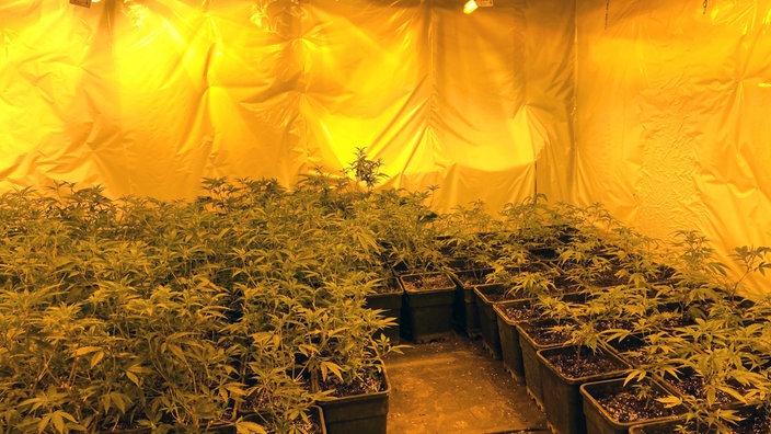 Cannabispflanzen in Töpfen in einem Zelt unter Wärmelampen.