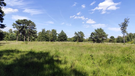 Eine Wiese mit angrenzendem Waldstück.