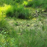 Moor mit vielen Gräsern.
