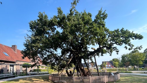 Eine Eiche mit Holzstützen.
