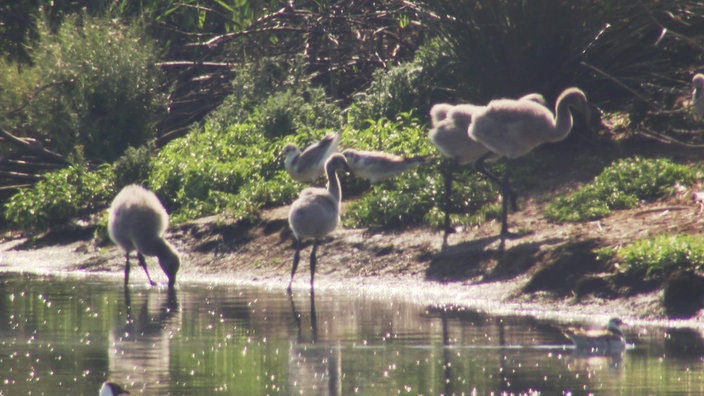 Flamingoküken stehen im Uferbereich des Zwillbrocker Venns.