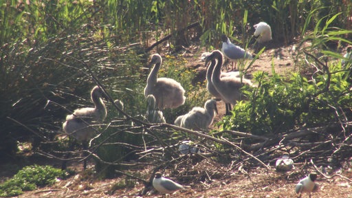 Eine Gruppe Flamingoküken steht in der Ufervegetation des Zwillbrocker Venns.