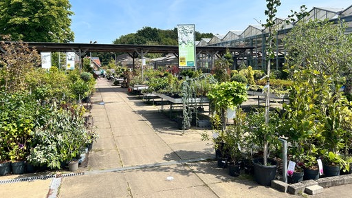 Ein Foto aus dem Gartencenter mit vielen grünen Pflanzen.