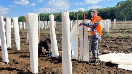 Zwei Mitarbeiter der Firma Setex packen auf einem Feld bei Raesfeld junge Bäume in eine weiße Baumwollhülle ein
