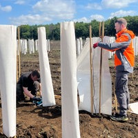 Zwei Mitarbeiter der Firma Setex packen auf einem Feld bei Raesfeld junge Bäume in eine weiße Baumwollhülle ein