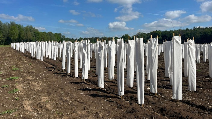 Auf einem Feld bei Raesfeld stehen viele junge Bäume, die alle in eine weißen Baumwollhülle eingepackt sind