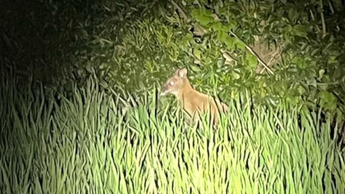 Ein Wallaby in der Natur