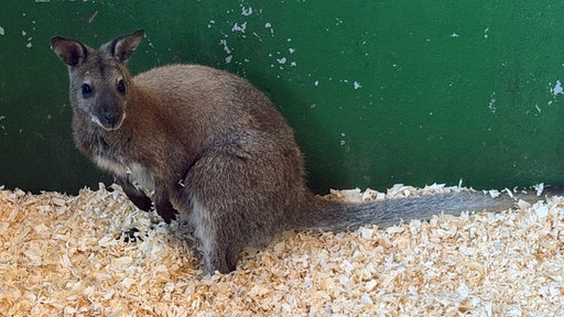 Das entlaufene Wallaby
