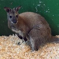Das entlaufene Wallaby