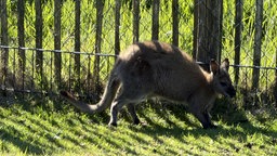 Ein Wallaby auf der Wiese.