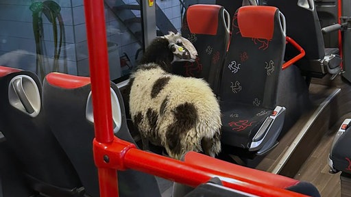 Ein Schaf in einem Bus
