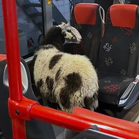 Ein Schaf in einem Bus