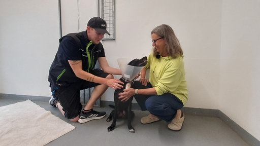 Ein Mann und eine Frau mit einem Hund, der eine Halskrause trägt