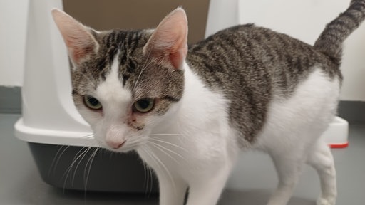 Eine schwarz-braun getigerte Katze mit weißem Fell auf der Unterseite